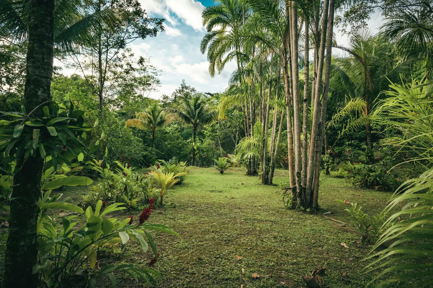 Az ecuadori Amazonas esőerdeje