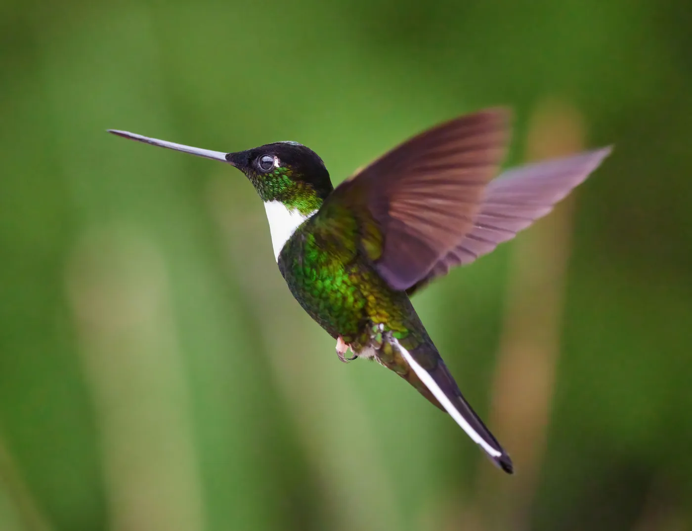 Ecuadorban repülő kolibri